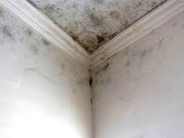 Best Comprehensive Air Testing for Mold Contaminants in Granite Bay, CA